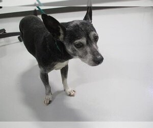 Chihuahua Dogs for adoption in Temple, TX, USA