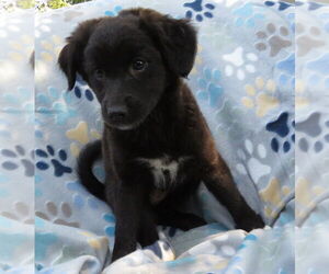 Pom-A-Poo Dogs for adoption in Grovertown, IN, USA