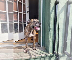American Pit Bull Terrier Dogs for adoption in New Orleans, LA, USA