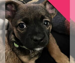 Rat-Cha Dogs for adoption in Grafton, WI, USA