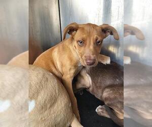 Mutt Dogs for adoption in San Antonio, TX, USA