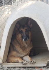 German Shepherd Dog Dogs for adoption in Clearlake, CA, USA