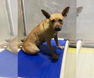 American Pit Bull Terrier Dogs for adoption in Bakersfield, CA, USA