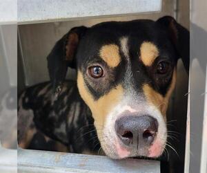 Mutt Dogs for adoption in San Antonio, TX, USA
