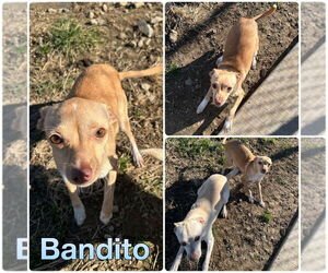 Chihuahua Dogs for adoption in Pierceton , IN, USA