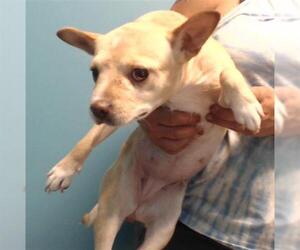 Parson Russell Terrier Dogs for adoption in Houston, TX, USA