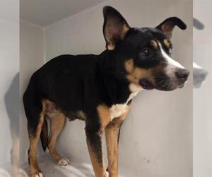 American Staffordshire Terrier-Unknown Mix Dogs for adoption in Houston, TX, USA