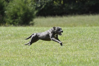 American Staffordshire Terrier Dogs for adoption in Gainesville, VA, USA