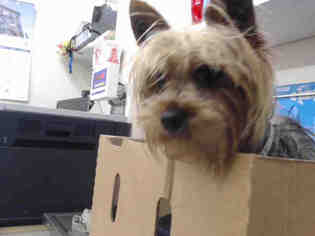 Silky Terrier Dogs for adoption in San Francisco, CA, USA