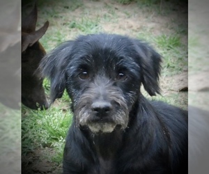Schweenie Dogs for adoption in Yardley, PA, USA