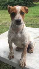 Jack Russell Terrier Dogs for adoption in Conway, AR, USA