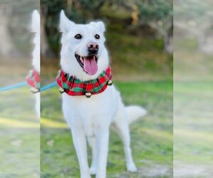 Siberian Husky Dogs for adoption in Salinas, CA, USA
