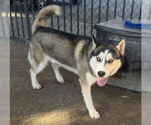 Siberian Husky-Unknown Mix Dogs for adoption in Riverside, CA, USA