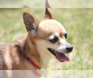 Chiranian Dogs for adoption in Newaygo, MI, USA