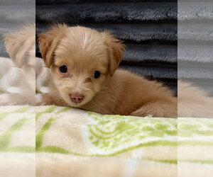Maltese-Unknown Mix Dogs for adoption in Corona, CA, USA