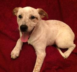 Mutt Dogs for adoption in Greensboro, GA, USA