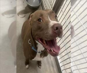 American Pit Bull Terrier Dogs for adoption in Jackson, CA, USA