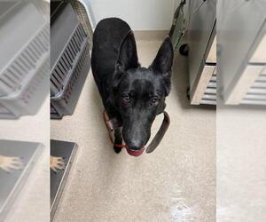 German Shepherd Dog Dogs for adoption in Bakersfield, CA, USA