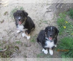 Australian Shepherd Dogs for adoption in Wyoming, MI, USA