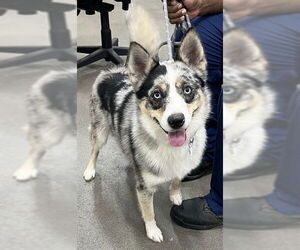 Australian Shepherd Dogs for adoption in Forestville, MD, USA