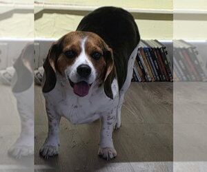 Medium Photo #3 Beagle Puppy For Sale in Cuba, NY, USA
