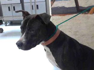 American Pit Bull Terrier-Unknown Mix Dogs for adoption in Mojave, CA, USA
