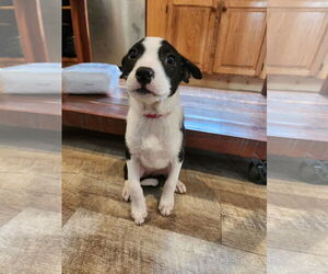 American Pit Bull Terrier-Unknown Mix Dogs for adoption in New London, WI, USA