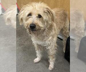 Miniature Schnauzer-Poodle (Miniature) Mix Dogs for adoption in Forestville, MD, USA