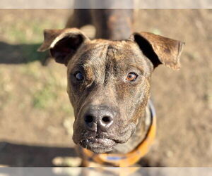 Mutt Dogs for adoption in Tulsa, OK, USA