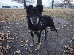 Border-Aussie Dogs for adoption in Lawrence, KS, USA