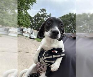 Chihuahua Dogs for adoption in Houston, TX, USA