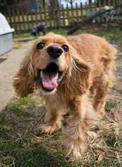 Cocker Spaniel Dogs for adoption in Boonville, MO, USA