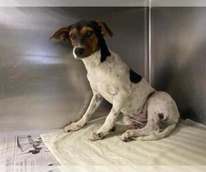 Mutt Dogs for adoption in San Antonio, TX, USA