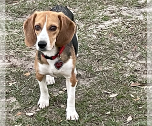 Beagle Dogs for adoption in Tampa, FL, USA
