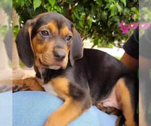 Catahoula Leopard Dog Dogs for adoption in Royal Palm Beach, FL, USA
