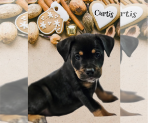 Bulldog-German Shepherd Dog Mix Dogs for adoption in Phelan, CA, USA