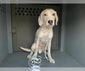 Bocker Dogs for adoption in Long Beach, CA, USA