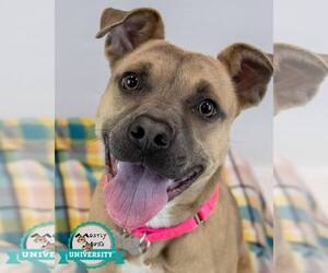 Bull-Boxer Dogs for adoption in Kennesaw, GA, USA