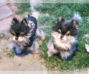 Pomeranian Dogs for adoption in Lebanon, PA, USA