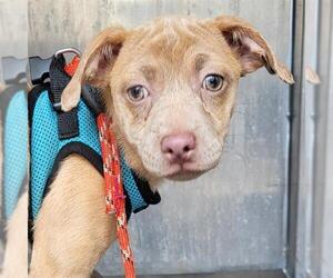 American Staffordshire Terrier-Unknown Mix Dogs for adoption in San Antonio, TX, USA