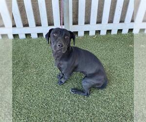 Dachshund-Unknown Mix Dogs for adoption in Modesto, CA, USA