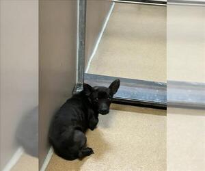 Mutt Dogs for adoption in Martinez, CA, USA