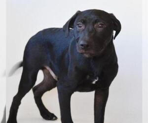 Labrador Retriever Dogs for adoption in Jackson, CA, USA