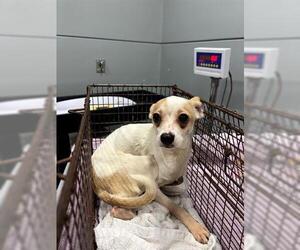 Chihuahua-Unknown Mix Dogs for adoption in San Martin, CA, USA