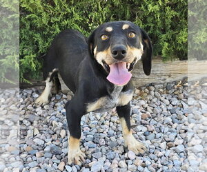 Dachshund Dogs for adoption in Albuquerque, NM, USA