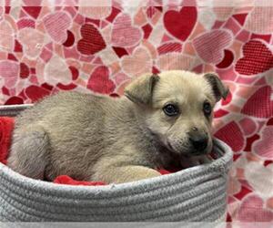 German Shepherd Dog-Unknown Mix Dogs for adoption in Rosenberg, TX, USA