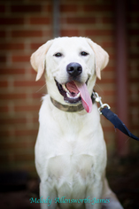 Labrador Retriever Dogs for adoption in north little rock, AR, USA