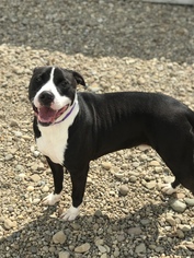 Staffordshire Bull Terrier Dogs for adoption in Akron, OH, USA
