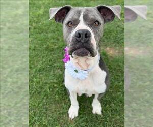 Boxer-Unknown Mix Dogs for adoption in Conroe, TX, USA