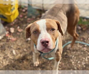 Mutt Dogs for adoption in Tulsa, OK, USA